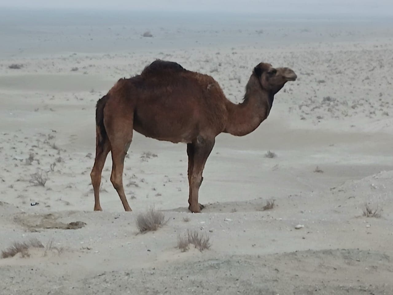 3-Day Turkmenistan Tour: Farab, Night Train, Ashgabat, Darvaza and Shavat